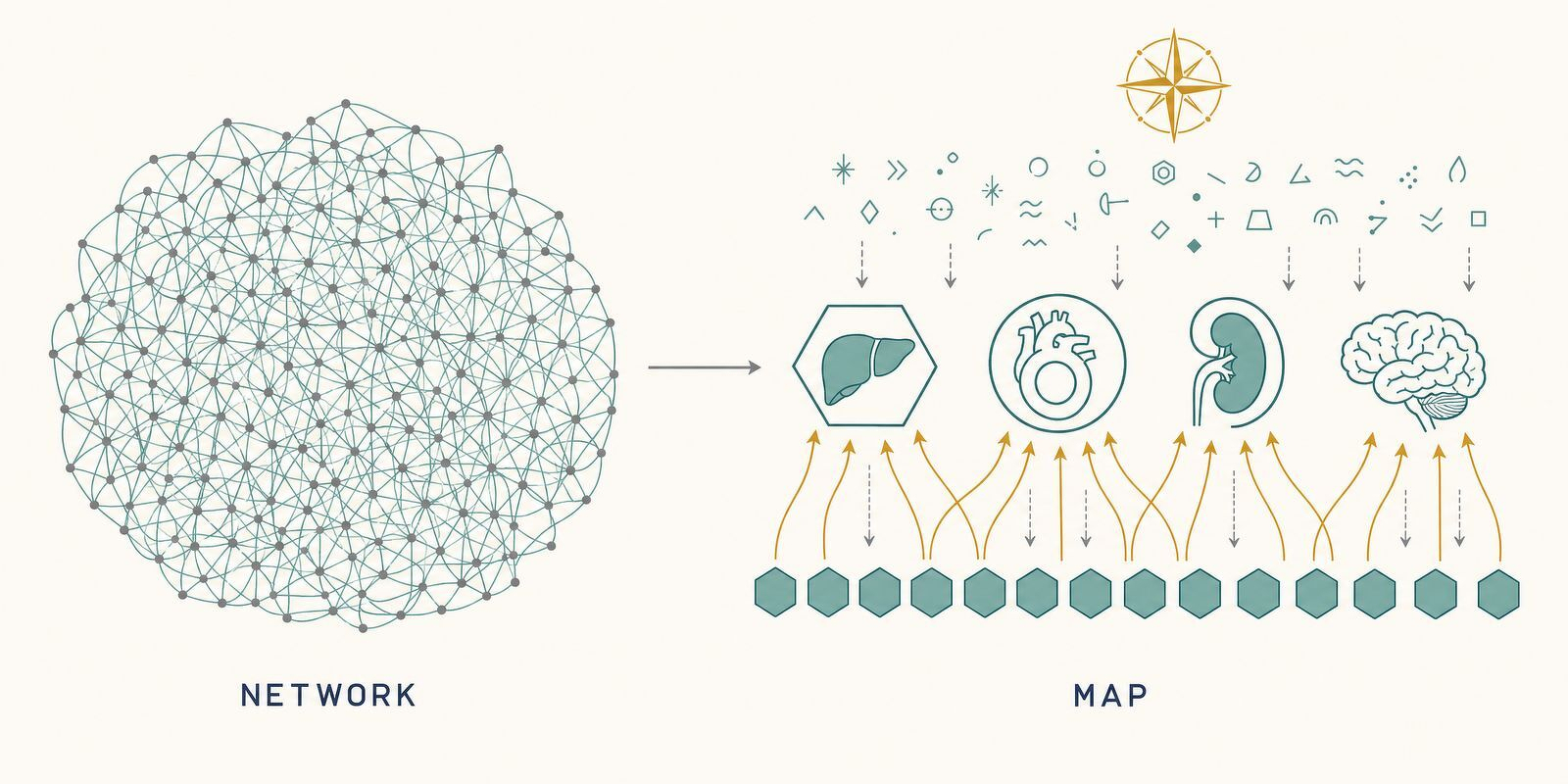 A complex interconnected network transforms into a simplified map highlighting key organs such as the liver, heart, kidney, and brain.